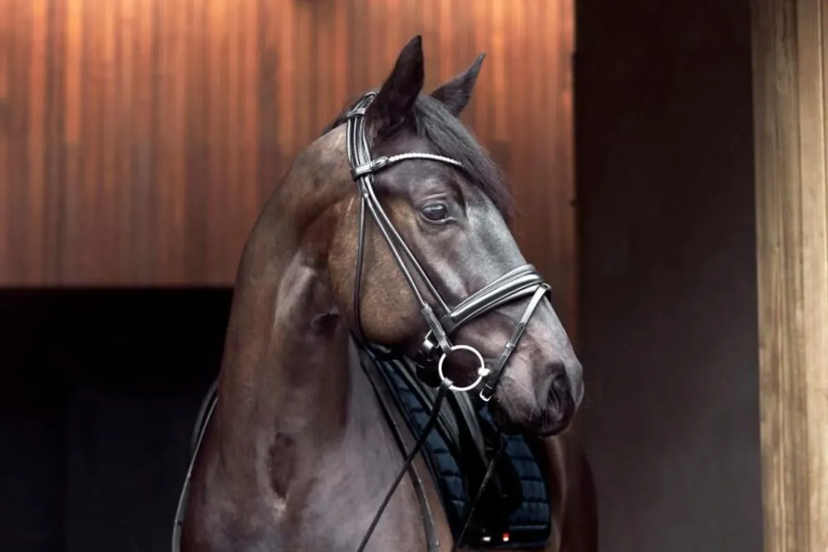 Catago Shay Rundsydd Hodelag< Hodelag