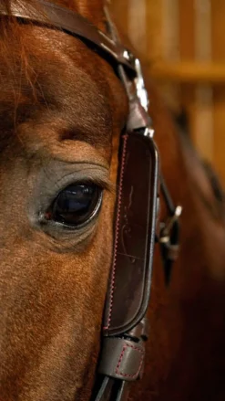 Dyon fokus sidestykker< Tilbehør Til Hodelag