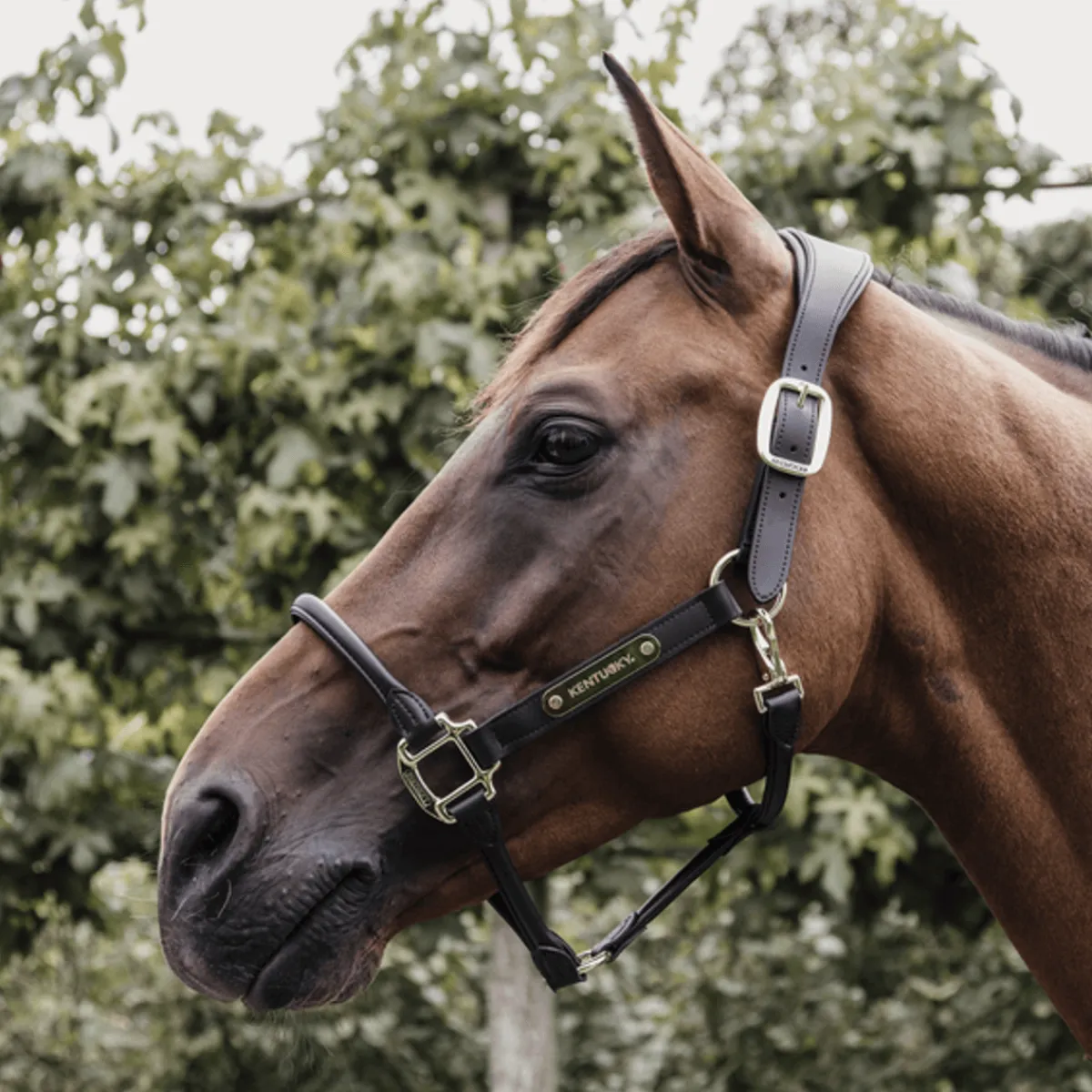 Kentucky Anatomisk grime i Lær< Lærgrimer