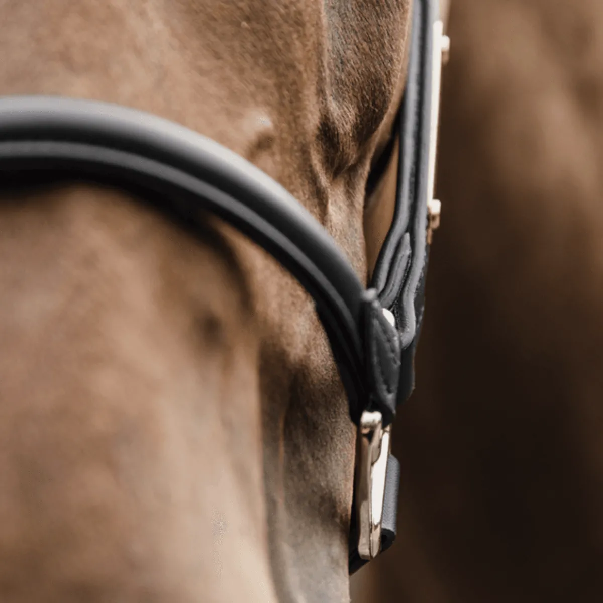 Kentucky Anatomisk grime i Lær< Lærgrimer