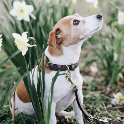 Kentucky Dog Collar Leather Velvet< Hund