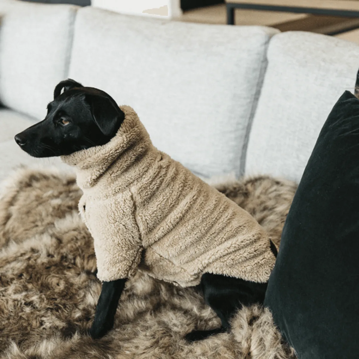 Kentucky Dog Sweater Teddy Fleece< Hund