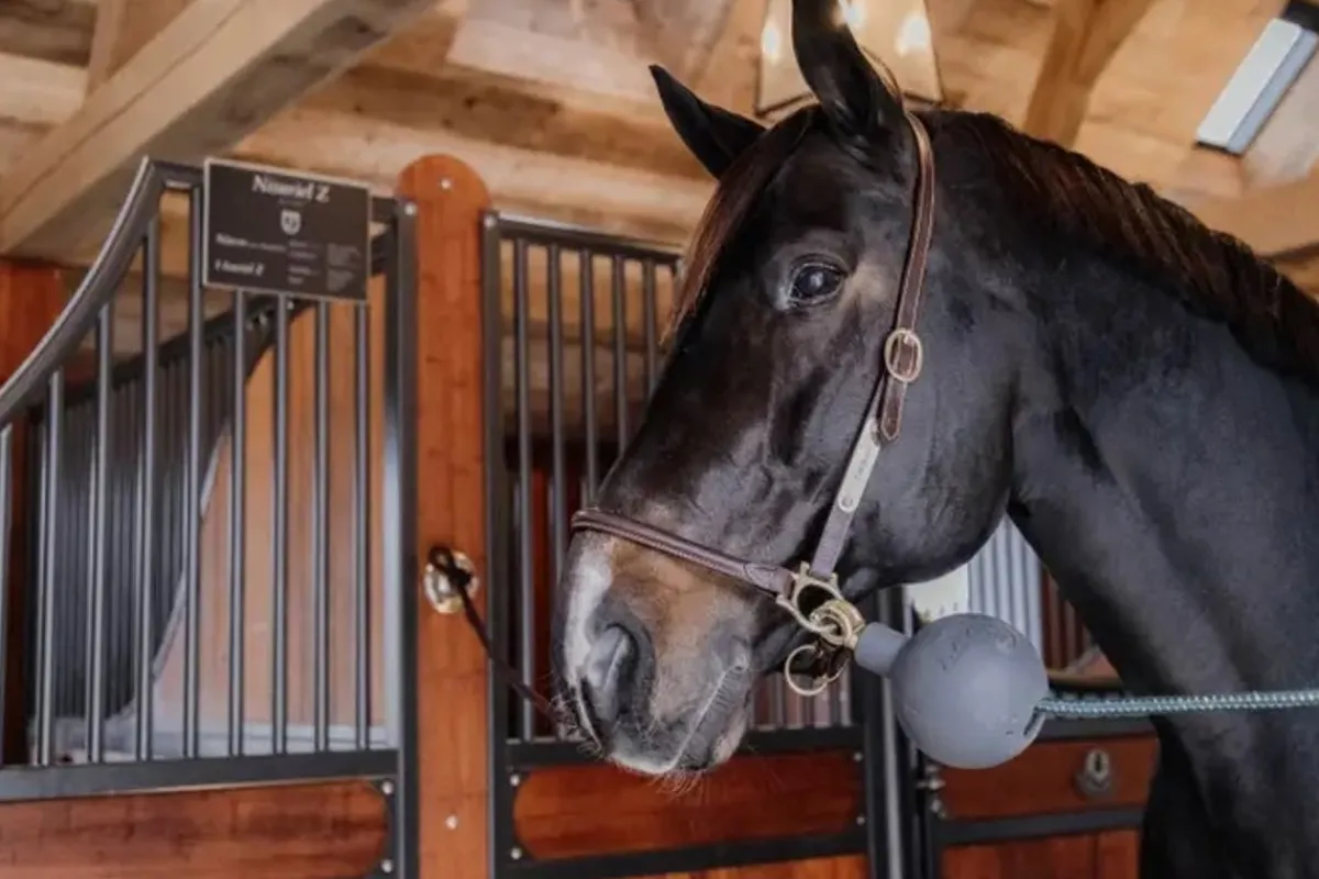 Kentucky Lead & Wall Protection Rubber Ball< Stallutstyr