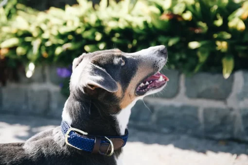 Kentucky Plaited Nylon Dog Collar< Hund