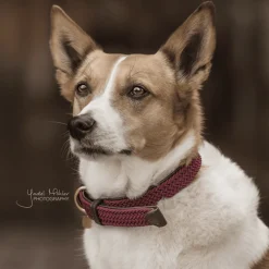 Kentucky Plaited Nylon Dog Collar< Hund