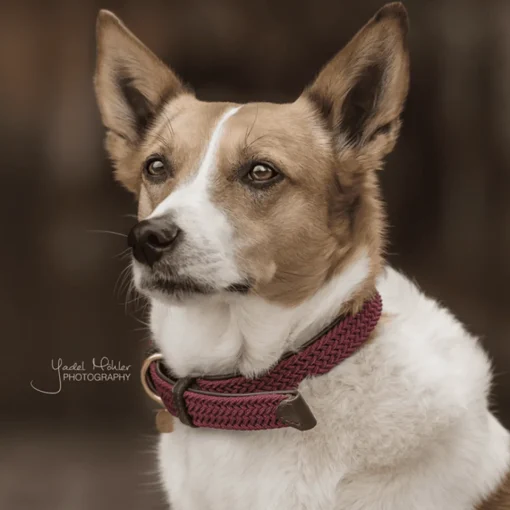 Kentucky Plaited Nylon Dog Collar< Hund
