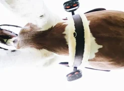 Kentucky Sheepskin Gjord< Gjorder