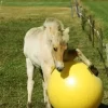 Heimer Maximus lekeball 100cm< Hesteleker