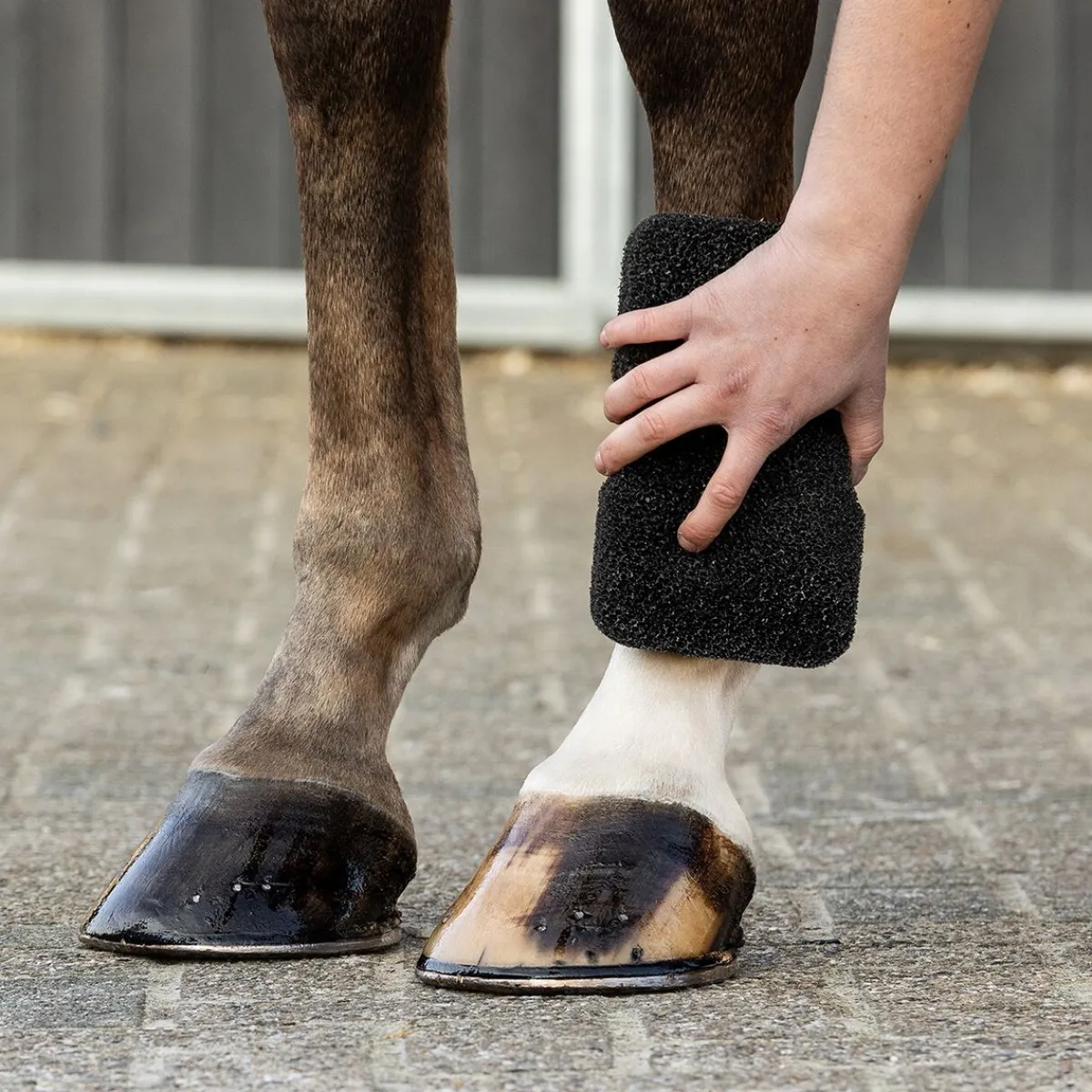 QHP Super Shiner Svamp< Tilbehør Til Striglekassen