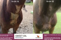 Red Horse Products Sweet Oil - 500ml< Pelspleie
