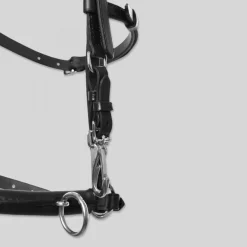 Top Reiter Caveson Longeringshodelag< Longering