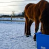 Heimer Varmebalje 60 liter inkl. omformer - Blå< Fôring Og Vanning